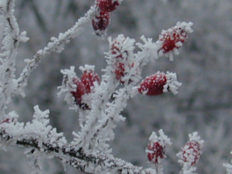 Winter_vereiste_Hagebutten