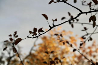Ast in Abendsonne